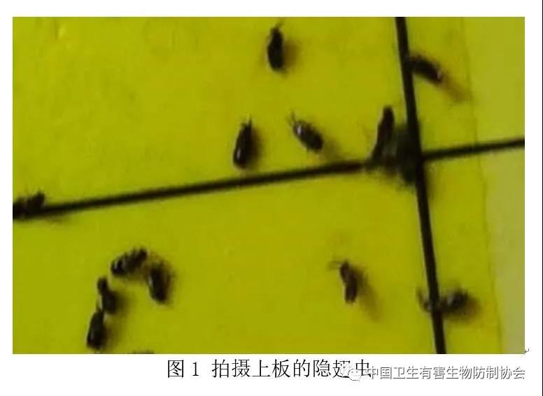 为什么我的餐饮店后厨成了"菌食性隐翅虫科甲虫"重灾区？