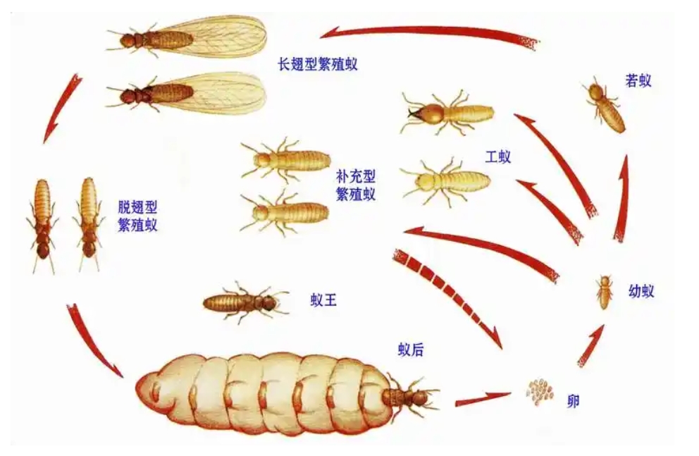 白蚁的形态结构及对农作物的危害