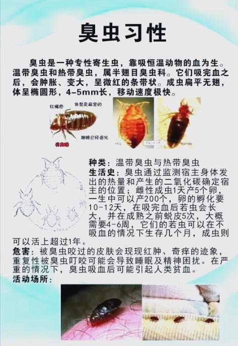 几个关于臭虫的常识